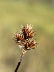 Carex abrupta