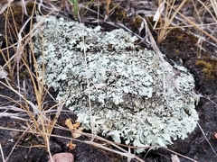 Xanthoparmelia cumberlandia