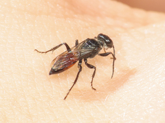 Astata