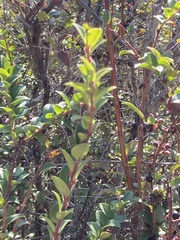 Vaccinium ovatum