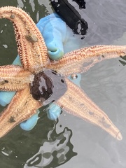 Echinarachnius parma