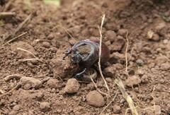 Phyllognathus excavatus