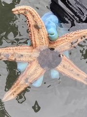 Echinarachnius parma