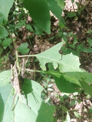 Xyleus discoideus
