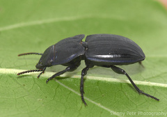 Pasimachus sublaevis