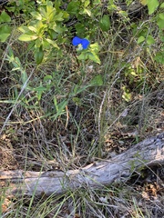 Commelina erecta