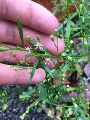 Erigeron canadensis