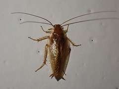 Ectobius vittiventris