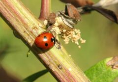 Coccinella quinquepunctata