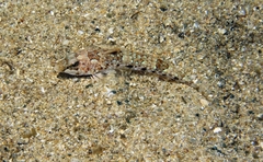 Reticulated Dragonet photo 2