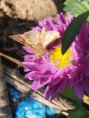 Noctuoidea