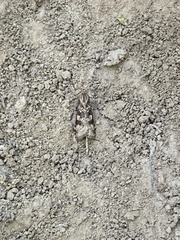 Nomophila nearctica