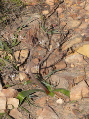 Trachyandra muricata