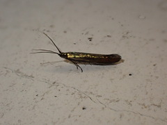 Coleophora