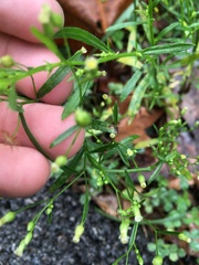 Erigeron canadensis