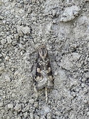 Nomophila nearctica