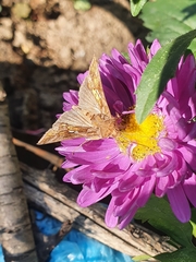Noctuoidea