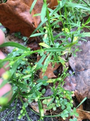 Erigeron canadensis