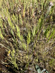 Carex abrupta