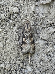 Nomophila nearctica