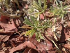 Lupinus breweri