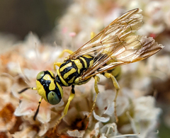 Philanthus