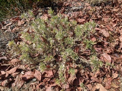 Lupinus breweri