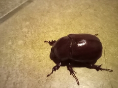 Phyllognathus excavatus