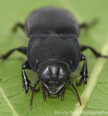 Pasimachus sublaevis