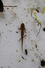 Lissotriton
