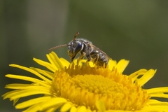 Seladonia