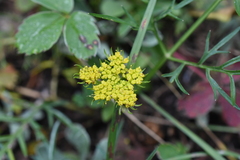 Cymopterus lemmonii