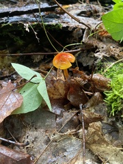 Hygrocybe cantharellus