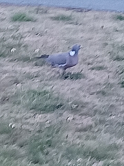 Columba palumbus palumbus