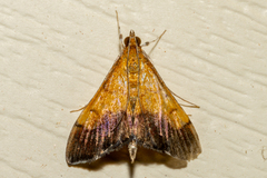 Pyrausta bicoloralis
