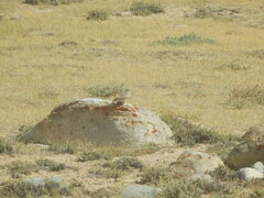 Calandrella acutirostris