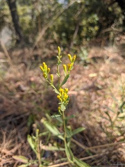 Solidago velutina