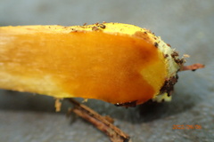 Pulveroboletus