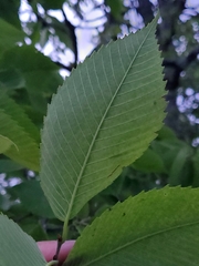 Ulmus thomasii