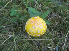 Amanita muscaria guessowii
