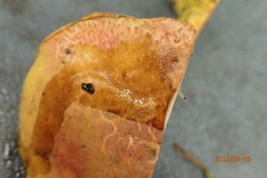 Pulveroboletus