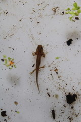 Lissotriton