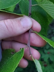 Ulmus thomasii