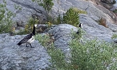 Branta leucopsis