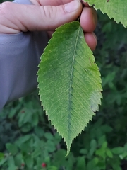 Ulmus thomasii