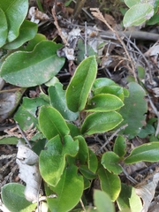Epigaea repens
