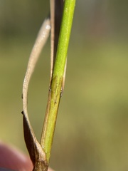 Carex abrupta
