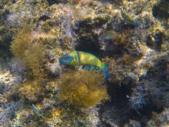 Thalassoma pavo