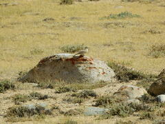 Calandrella acutirostris