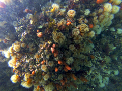 Metridium senile